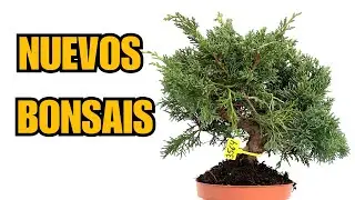 Nuevos Bonsais disponibles en la web