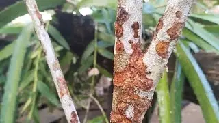 Lanzones contact insecticide application #youtubevlog #fruits #foodsecurity #viral