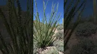 #ocotillo cacti