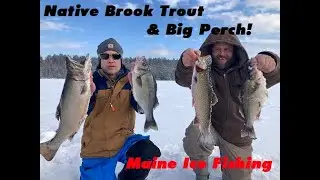 Native Brookies and BIG Perch!-Maine Ice Fishing