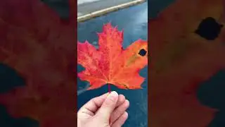 Autumn reminds us to see the beauty in change #trendingshorts #viralvideo #lifeinsweden #subscribe🙏