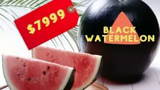 Top 10 Most Expensive Foods that Only the Rich Can Afford