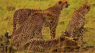Cheetah: The Fastest Land Animal on Earth | Speed, Hunting Skills & Amazing Facts