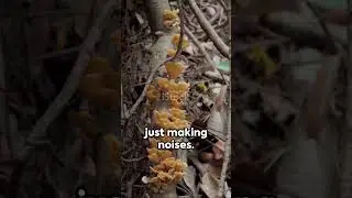 Chatty Trees The Underground Network #tree #green #nature #knowledge