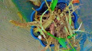 കൂവ പൊടി ഉണ്ടാക്കാൻ കൂവ കിഴങ്ങ് പറിച്ചാലോ 
