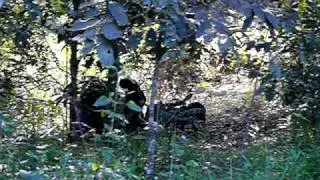 Wild Pigs in Danbulla National Park