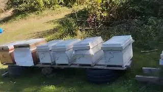 Kovanlar da nem ile m&uuml;cadele#bee #arılar #beekeeper #beekeeping 