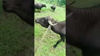 Bundeli vlog ❤️😅😅