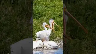 Large white Pelicans Calling   Wincent   LKwKT #nature #wildlife #bird