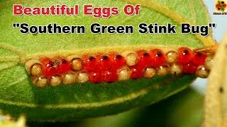Beautiful Insect Eggs. Southern Green Stink Bug. Stink Bug. Green Stink Bug. Vegetable Bug Eggs.
