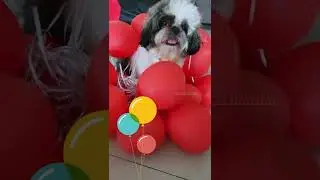 It's My Birthday | I turned Two #shorts #booster #birthday #boosterprabhanjan