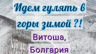 Зимний поход семьей, санки, лыжи. Гора Витоша, София, Болгария. Vitosha ski mountain park, Bulgaria