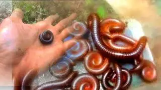 Hunting king millipede in the kingdom a huk amond