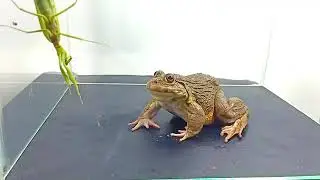 Bullfrog eating mantis