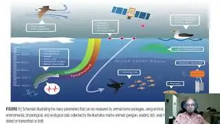 12 - Marine Animals Help Crowdsource Ocean and Climate Data!