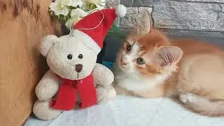 Cats & kittens are 814 & 807 & 716 & 642 & 559 & 458 & 441 & 393 & 317 & 202 & 164& 64 &224 &158&56d