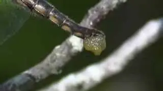 Baskettail
