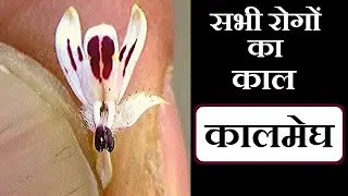 सभी रोगों का काल, कालमेघ पहचान और फायदे, Andrographis Paniculata on Health Channel By Vishal Sathye