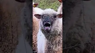 Schafe sprechen Klartext 🐑 b&auml;h & m&auml;h 👅 #shorts
