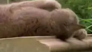 Kitty gets High off Weed