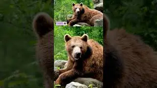 #cbse #english #class10 #firstflight #ncert #poetry #animals #bear