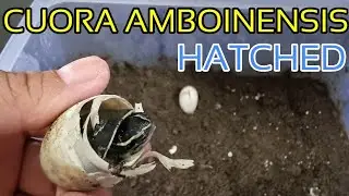 Cuora Amboinensis Hatched