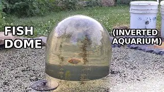 Fish Dome (Inverted Aquarium) in our Garden Pond