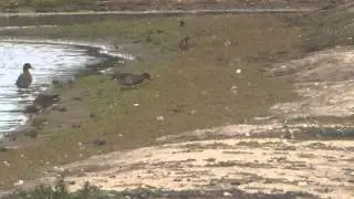 Yellow Wagtail & Ducks RSPB Minsmere Suffolk  UK 29AUG15 335p