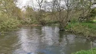 River Wey walks from Shallford toward Godalming