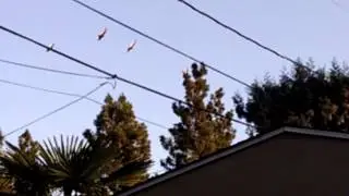 A flock of hawks!?!