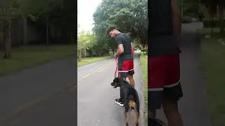 Teaching dog not to lunge at cars