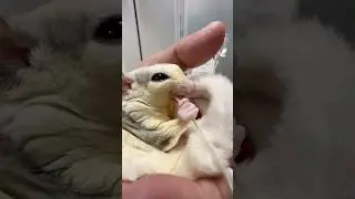 手の中で安心しておさかなおやつを食べるフクロモモンガが可愛いすぎる！