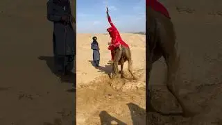 ابنة الجد أبو تكسب رزقها من خلال القفز من على الجمال.