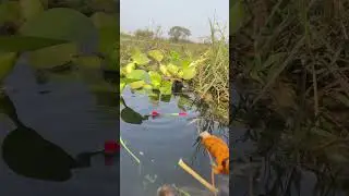 float foshing video #youtubeshorts #shortsfeed #nature #fish #bigfish