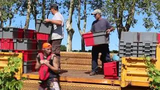 LES VENDANGES DU G DE CH&Acirc;TEAU GUIRAUD 2019