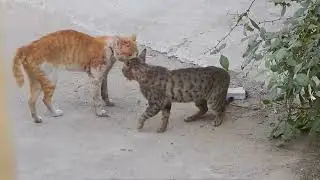 EPIC CAT FIGHTS   REAL SOUND   BEST OF 2022 PART 1
