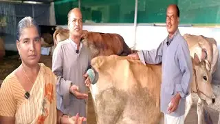 மில் தொழிலாளி 10 மாடுகளுடன் ஆரம்பித்த மாட்டுப்பண்ணை தினமும் Hutsanக்கு100 லிட்டர் பால் |Siva Arun Tv