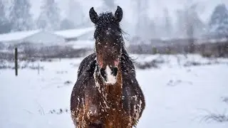 Winter Horse Care | Preparing for -20 Degrees