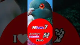 I Love Muhammad (Saw)💙❤️💛#shorts #youtubeshorts #shortvideo #ilovemuhammadﷺ