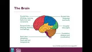 Aging Brain Part 1: Brain Basics  - Professional Caregiver Webinar