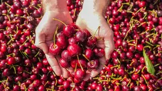 From Orchard to Bottle: Crafting Premium Cherry and Blueberry Juice | Eden Orchards