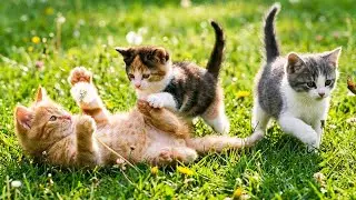 Kittens running and jumping on the grass with rabbits, ducks, pigs, and chickens - Cat video