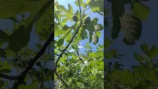 Figa tree#garden #fruit