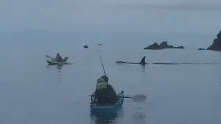 Chill out! Orca encounter at Ligar Bay