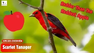 Discover the AMAZING Scarlet Tanager Facts You Never Knew! | Nate Bird Nerd