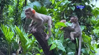 Monkey Bela and her friends can play happily together