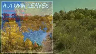 Colorado Fall Leaves & Flowers October 8, 2025