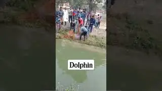 !!sagara Sundarpur!! me a gai khatarnaak dolphin fish🐠🐋🐟 video hua viral #shorts #viralshort