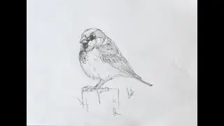 How to draw a House Sparrow