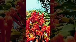 orange trumpet wine flower #shorts #orangetrumpet #dhvanisgarden